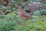 33864AC Redwing