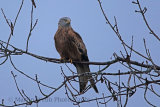 33870AC Red Kite