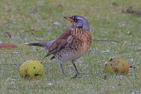 33949AC Fieldfare