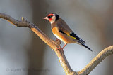 33980AC Goldfinch
