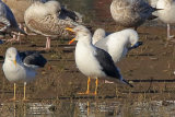 34021AC Lesser Black-backed Gull