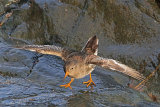 34053AC Purple Sandpiper