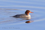 34074AC Goosander