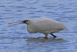 34156AC Spoonbill