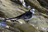 34168AC Pied Wagtail
