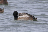 34194AC Scaup