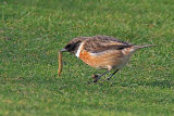 34236AC Stonechat
