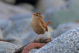 34260AC Wren