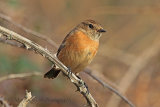 34286AC Stonechat