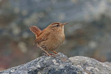 34288AC Wren