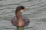 34309AC Shag