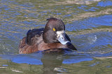 34347AC Tufted Duck