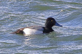 34361AC Scaup