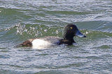 34364AC Scaup