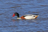 34378AC Shelduck