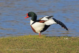 34390AC Shelduck