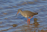 34392AC Redshank
