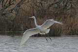 34433AC Great White Egret
