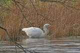 34449AC Great White Egret
