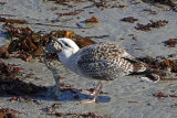 34483AC Herring Gull