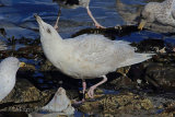 34499AC Iceland Gull