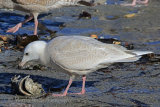 34545AC Iceland Gull