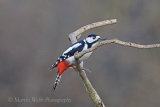 34619AC Great Spotted Woodpecker