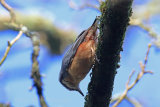 34621AC Nuthatch