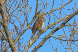 34626AC Redwing
