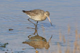 34650AC Black-tailed Godwit