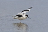 34658AC Avocet
