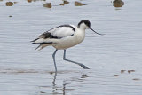 34686AC Avocet