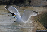 34700AC Herring Gull