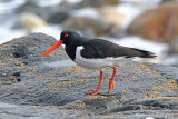 34711AC Oystercatcher