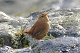 34722AC Wren