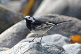 34733AC Pied Wagtail