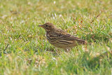 34762AC Meadow Pipit