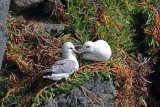 34793AC Fulmar