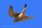 34872AC Kestrel
