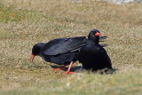 34886AC Chough