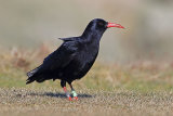 34925AC Chough