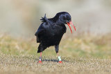 34927 Chough