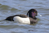 34929AC Tufted Duck