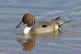 34944AC Pintail