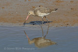 34952AC Bar-tailed Godwit