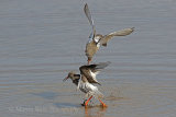 34972AC Redshank