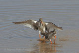 34974AC Redshank