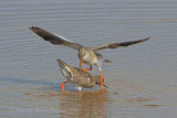 34975AC Redshank