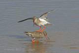 34976AC Redshank