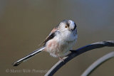 35000AC Long-tailed Tit